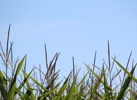 close up of corn plant in corn field